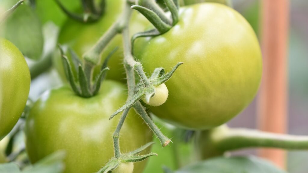 health benefits of green tomatoes
