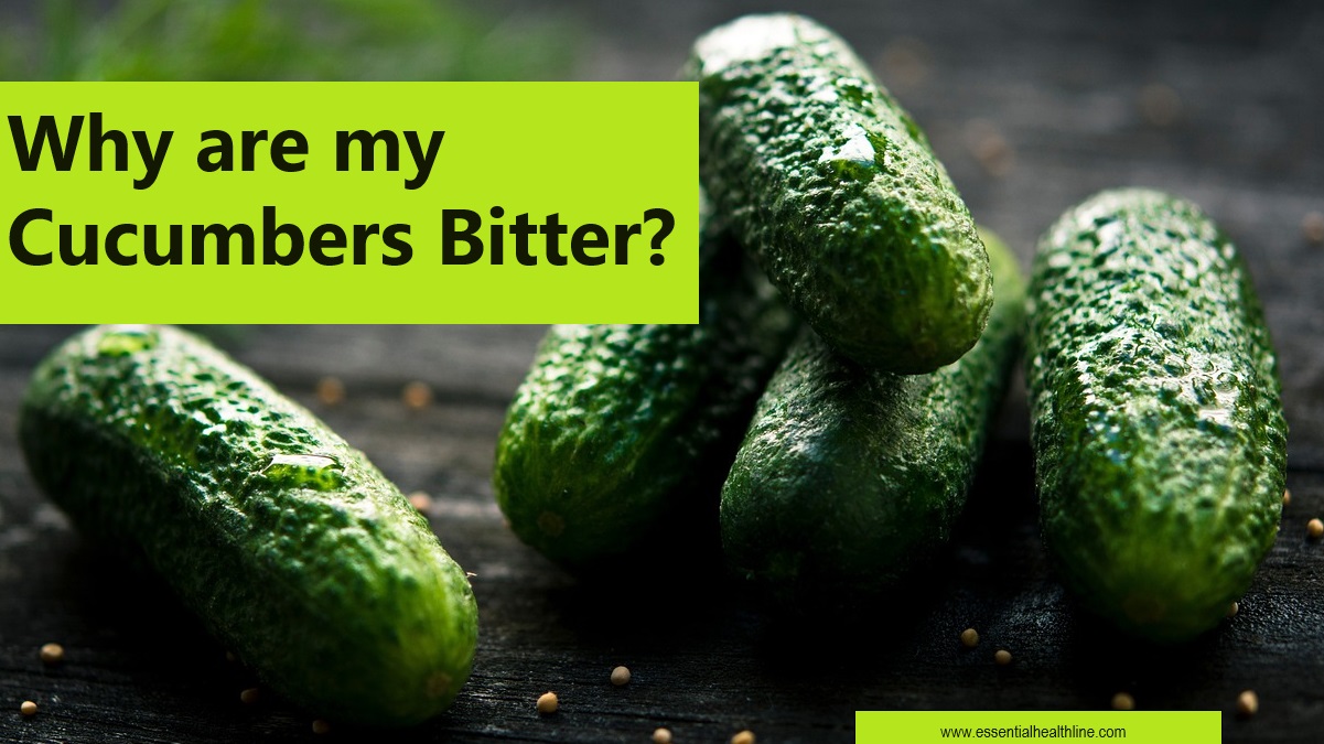 Is Bitter Cucumber Safe to Eat & How To Fix It