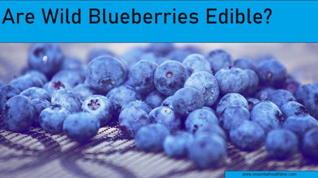 Are wild blueberries safe to eat