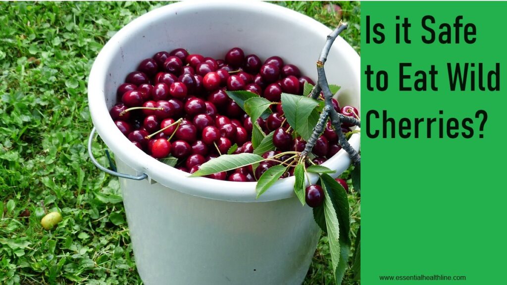 Are wild cherries safe to eat
